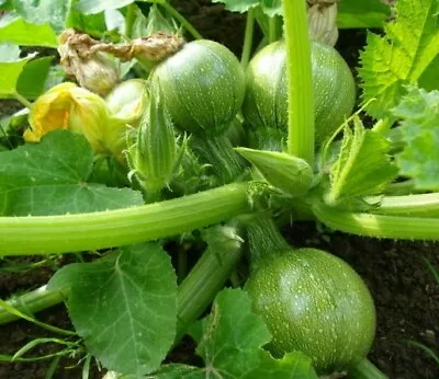 ZUCCHINI Ronde De Nice - 10 Seeds >HEIRLOOM >Organic >BUSH Growing >Garden  • $4.70